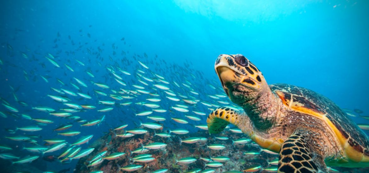 Nations Reach New Accord To Protect Marine Life On High Seas
