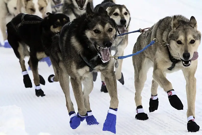 Sled Dog Teams Set Out On Gruelling Trek Across Alaska