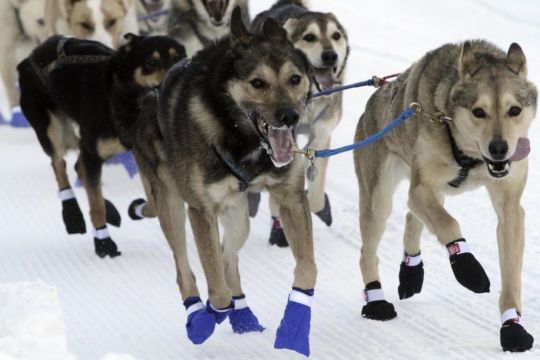 Sled Dog Teams Set Out On Gruelling Trek Across Alaska