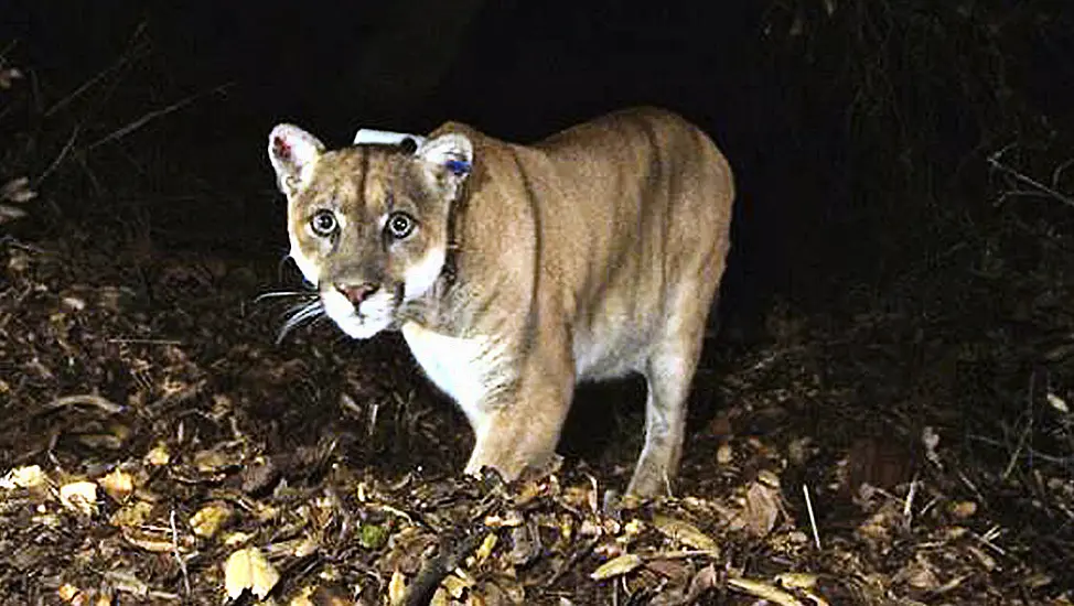 Famous Hollywood Mountain Lion Buried By Tribes