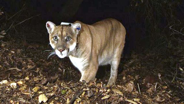 Famous Hollywood Mountain Lion Buried By Tribes