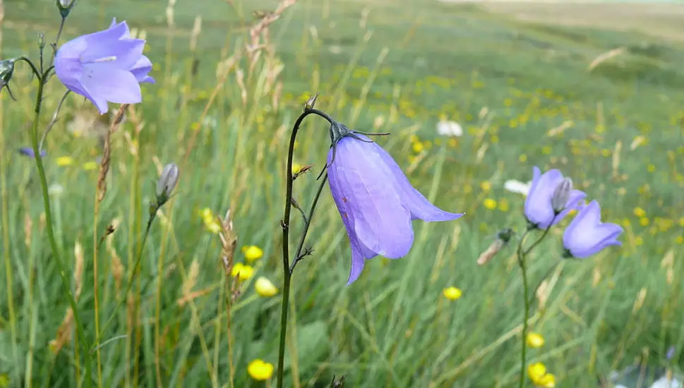 More Than Half Of Ireland And Britain's Native Plants In Decline – Report