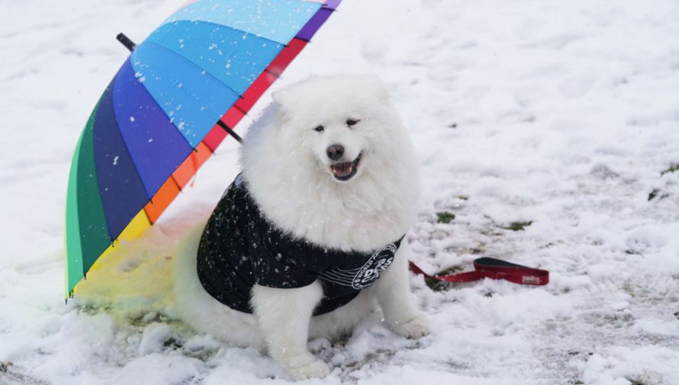 Dogs Donning Colourful Outfits Strut Their Stuff As Crufts Returns