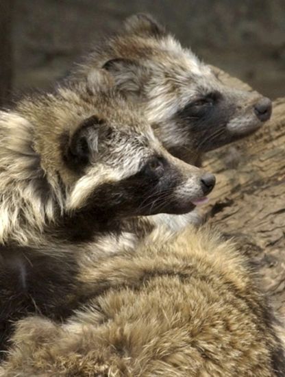 New Covid-19 Origin Research Points To Raccoon Dogs In China Market