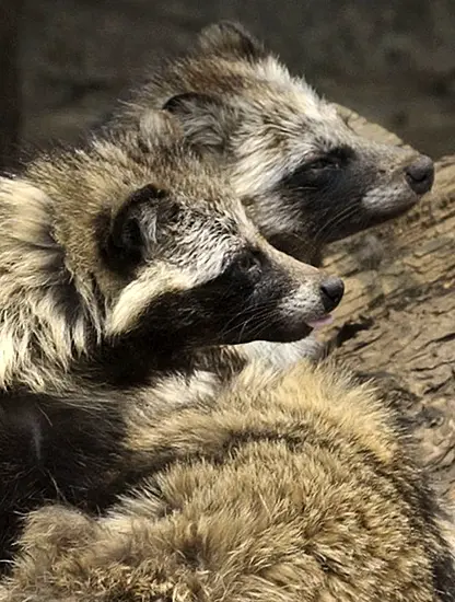 New Covid-19 Origin Research Points To Raccoon Dogs In China Market