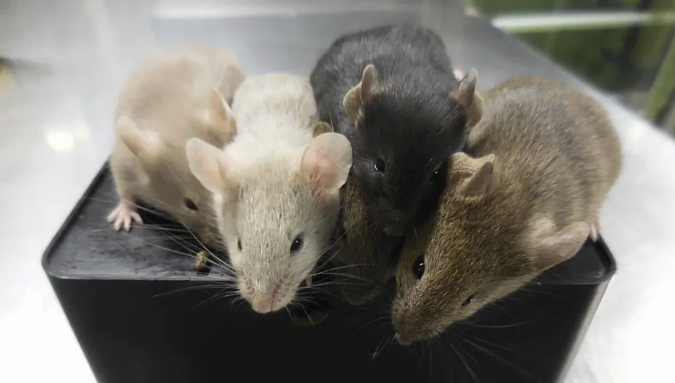 Scientists Create Mice Using Cells From Two Males For First Time