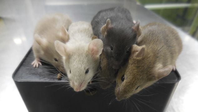 Scientists Create Mice Using Cells From Two Males For First Time