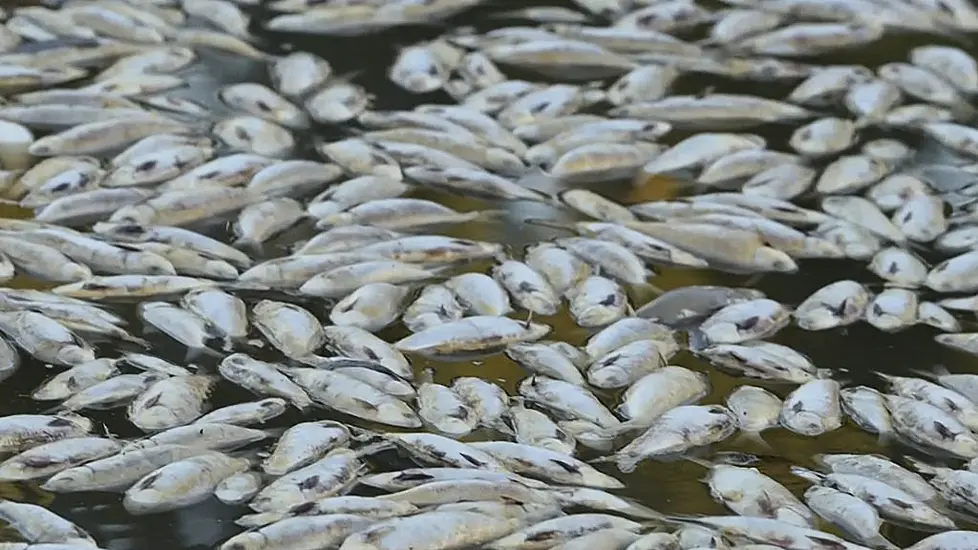 Millions Of Dead Fish Wash Up In Australian River After Flooding And Heatwave