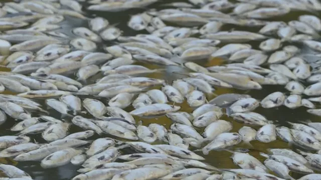 Millions Of Dead Fish Wash Up In Australian River After Flooding And Heatwave