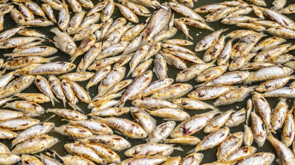 Millions Of Rotting Fish To Be Removed From Australian Outback River