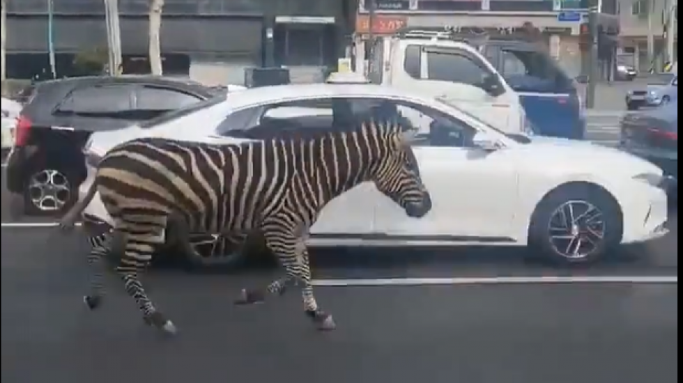 Emergency Workers Earn Their Stripes By Catching Escaped Zebra