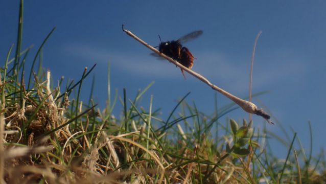 Bee Appearing To Ride Tiny Broomstick To Feature In Latest Episode Of Wild Isles