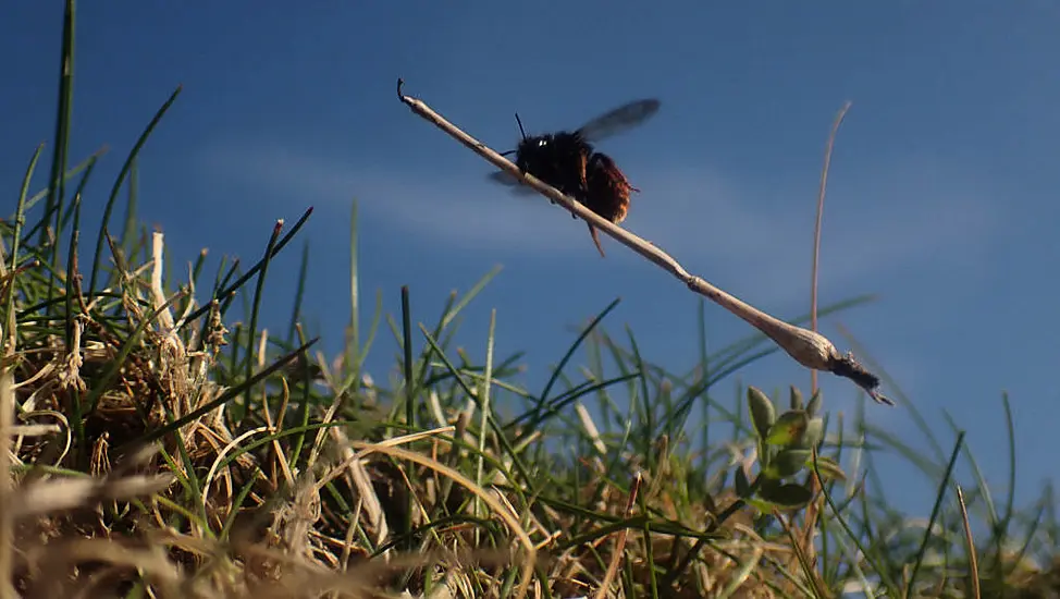 Bee Appearing To Ride Tiny Broomstick To Feature In Latest Episode Of Wild Isles