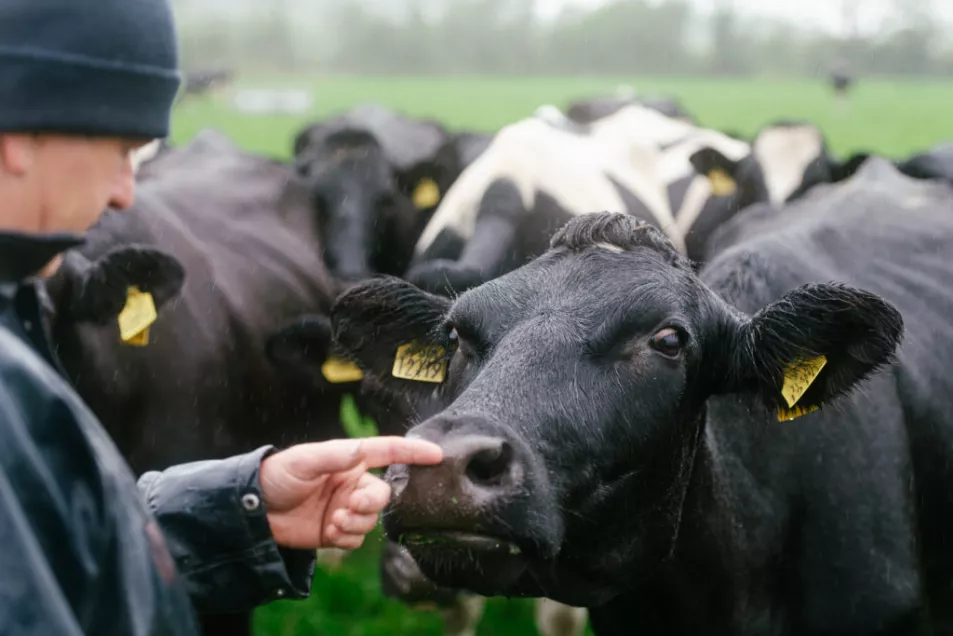 The Connelly family milk 97 Holstein Friesian cows on over 120 acres. Photo: Dora Kazmierak 