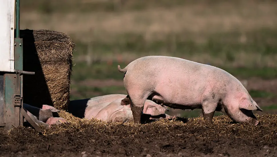 Fraud Probe Launched Into Claims Meat Falsely Labelled British