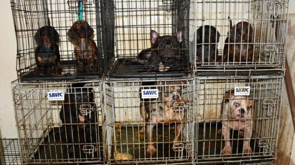 Four Charged After 38 Dogs Found Living In Inhumane Conditions In West Dublin