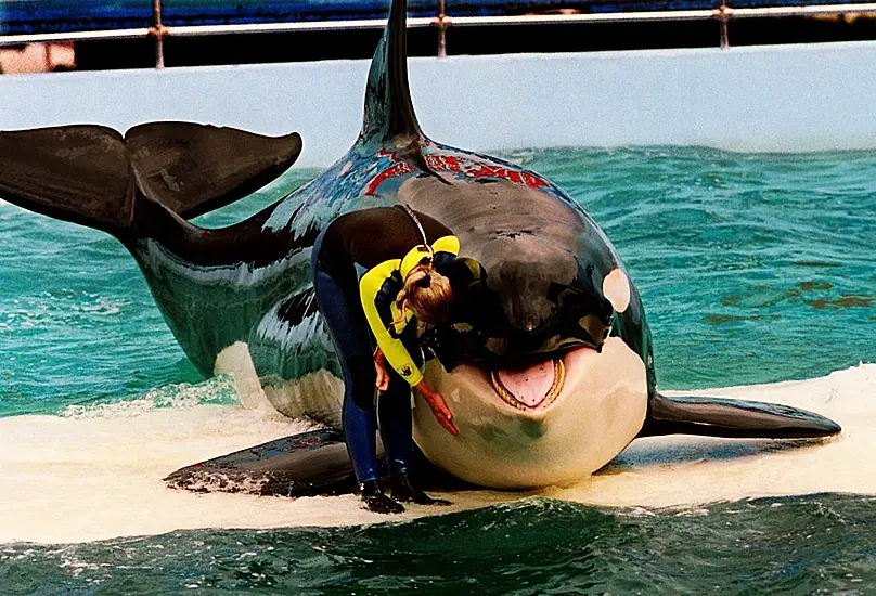 Free Lolita: Campaigners Reveal Plan To Return Orca To Ocean After 50 Years