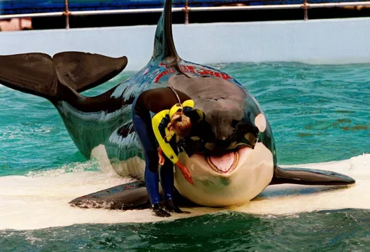 Free Lolita: Campaigners Reveal Plan To Return Orca To Ocean After 50 Years
