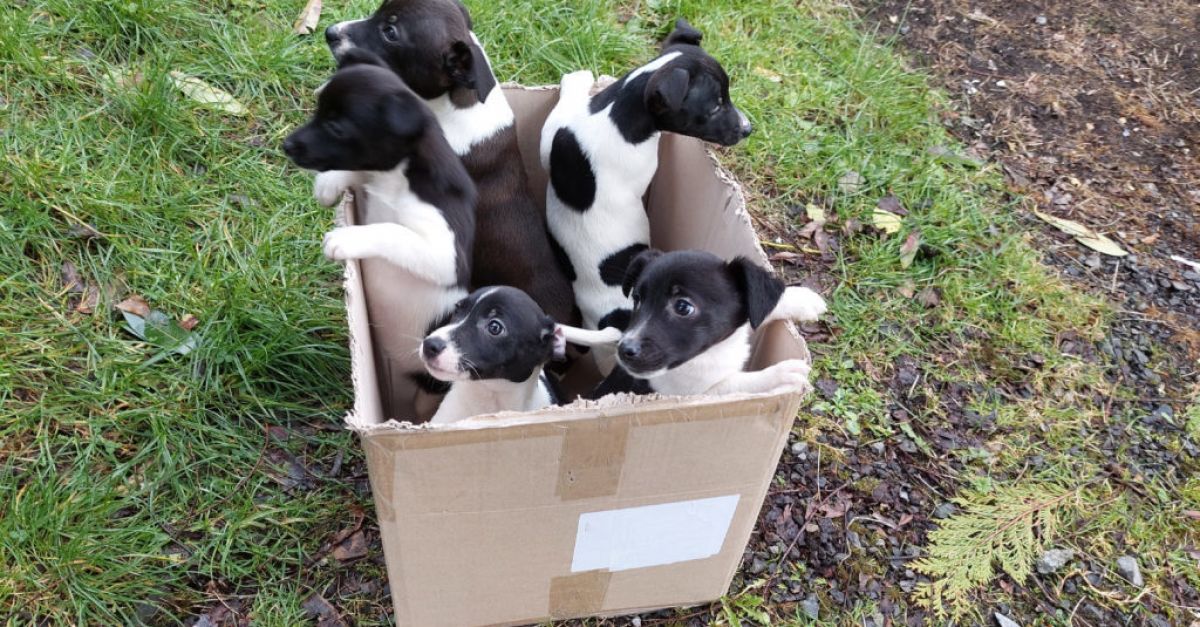 ISPCA issues appeal after five puppies found abandoned in cardboard box