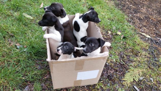 Ispca Issues Appeal After Five Puppies Found Abandoned In Cardboard Box
