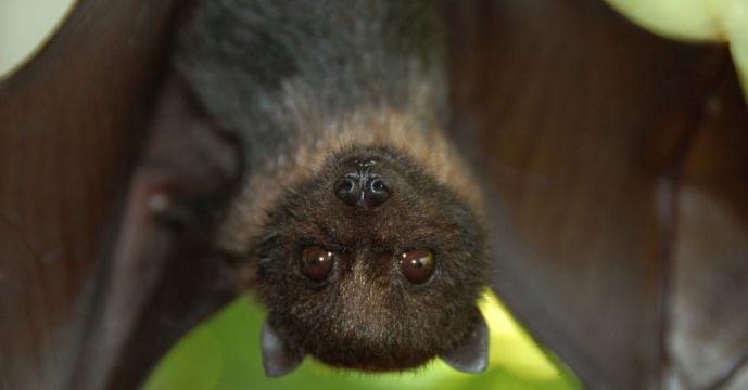 Permission For Apartments In Phibsborough Overturned Over Bat Habitats