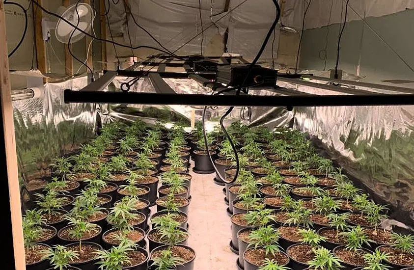 Two Men Arrested As Gardaí Close Down Growhouse With Cannabis Worth €432,000