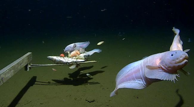 Scientists Find World's Deepest Fish More Than 8Km Underwater