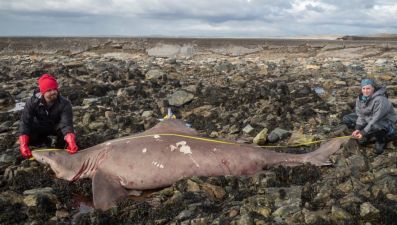 Scientist ‘Couldn’t Believe’ Discovery Of Rare Shark On Irish Shore