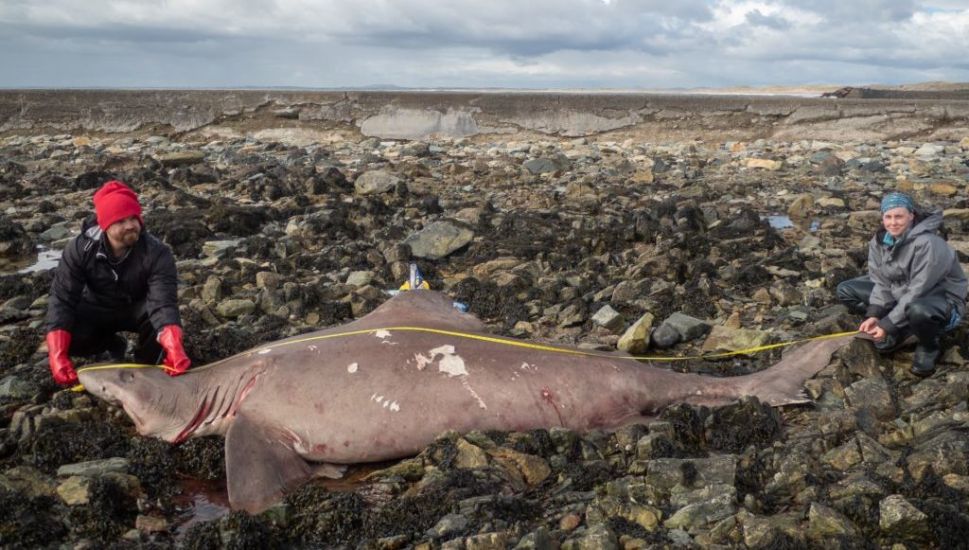 Scientist ‘Couldn’t Believe’ Discovery Of Rare Shark On Irish Shore