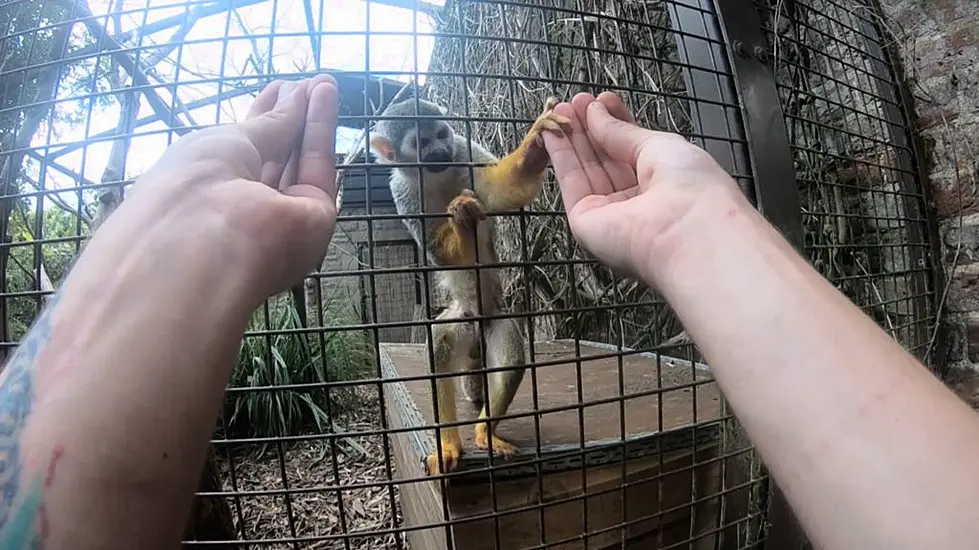 Magic Trick Only Fools Monkeys With Opposable Thumbs, Study Suggests