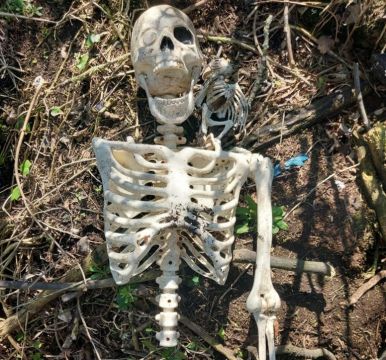 ‘Human Bones’ Garden Find Was Toy Pirate Skeleton With Parrot