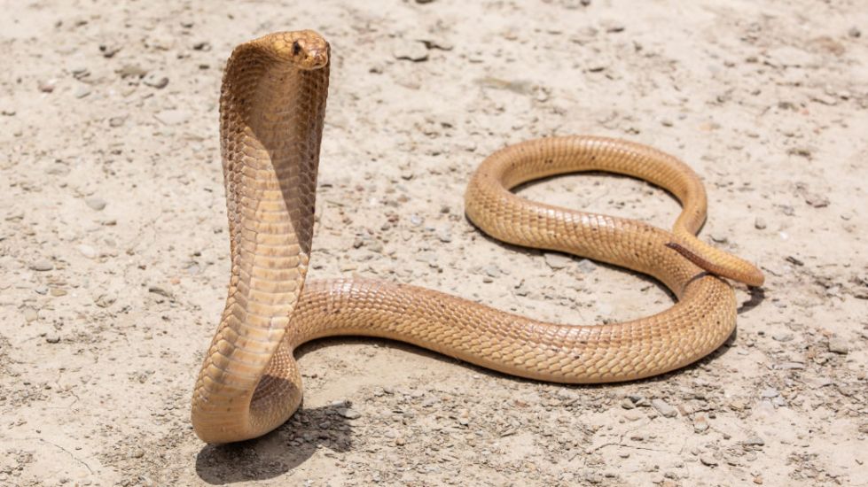 South African Pilot Makes Emergency Landing After Finding Cobra Under Seat