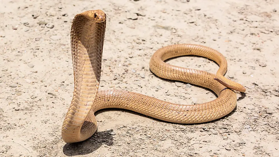 South African Pilot Makes Emergency Landing After Finding Cobra Under Seat