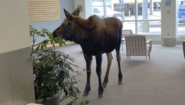 Moose Pops Into Alaska Hospital Building To Snack On Plants