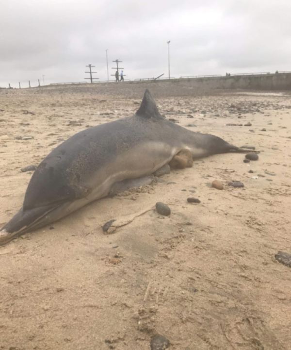 Roscommon Herald — Dolphin and a pilot whale both washed up on