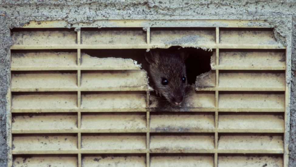 New York City Hires Rat Tsar For ‘Wholesale Slaughter’ Of Rodent Pests