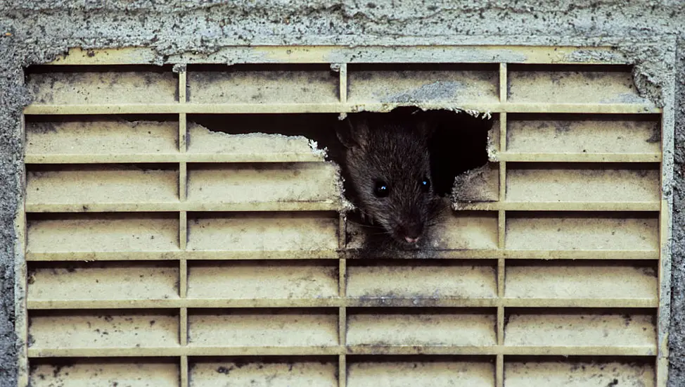 New York City Hires Rat Tsar For ‘Wholesale Slaughter’ Of Rodent Pests