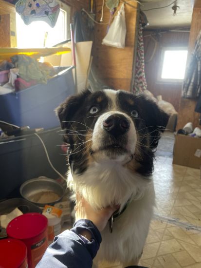 Nanuq Arrives Home Dog-Tired After 150-Mile Odyssey Across Sea Ice