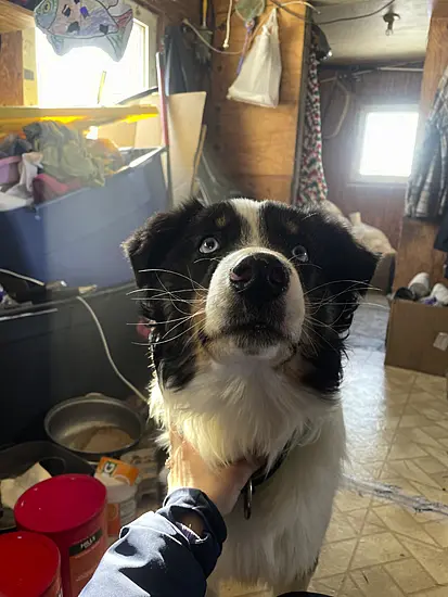 Nanuq Arrives Home Dog-Tired After 150-Mile Odyssey Across Sea Ice