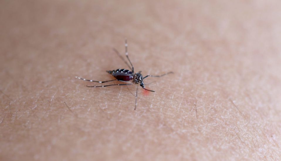 Risk Of Mosquito-Borne Disease Increasing In Europe As Dengue Fever Reaches France