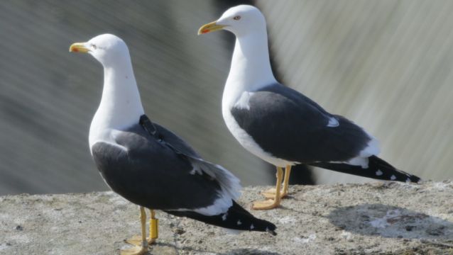 Police Investigate After Man Spotted With Seagull On A Lead In Blackpool