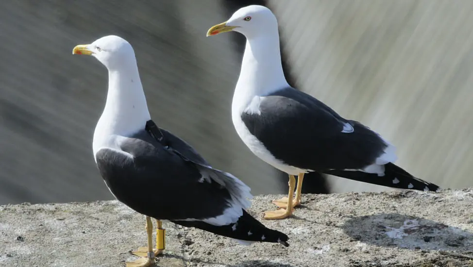 Police Investigate After Man Spotted With Seagull On A Lead In Blackpool