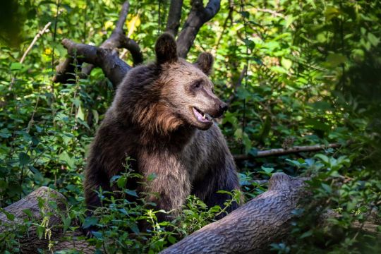 Bear Captured After Killing Runner In Northern Italy
