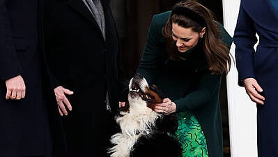 Michael D Higgins&#039; Dog Bród Dies, Aged 11