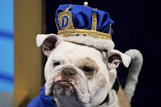 Patch Crowned ‘Beautiful Bulldog’ At Drake University Event