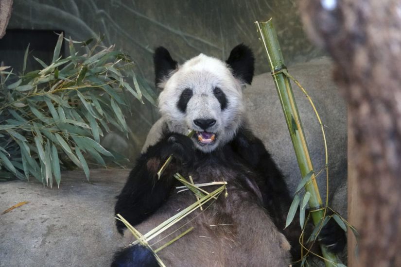 China Welcomes Ya Ya The Panda Home After 20 Years Abroad