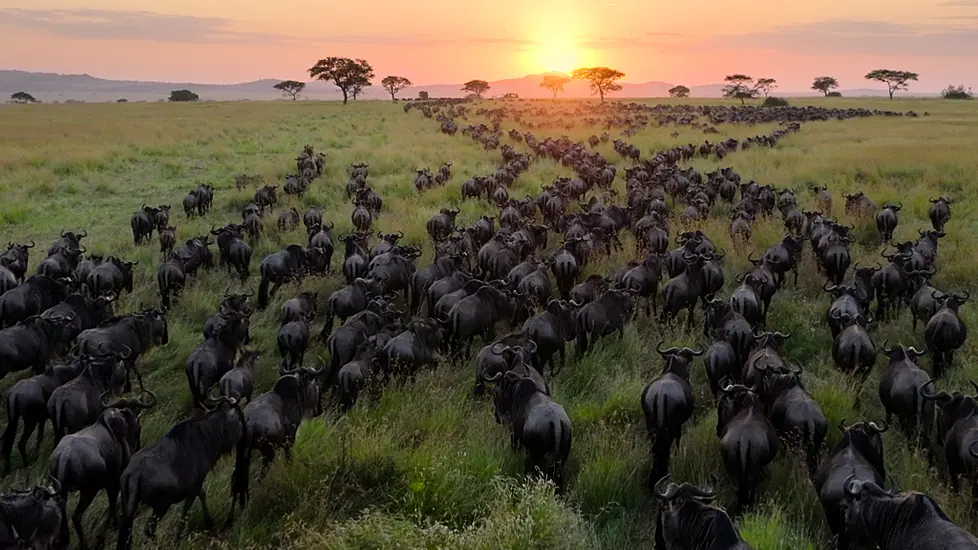 Netflix Releases First Trailer For Sir David Attenborough’s Our Planet Ii