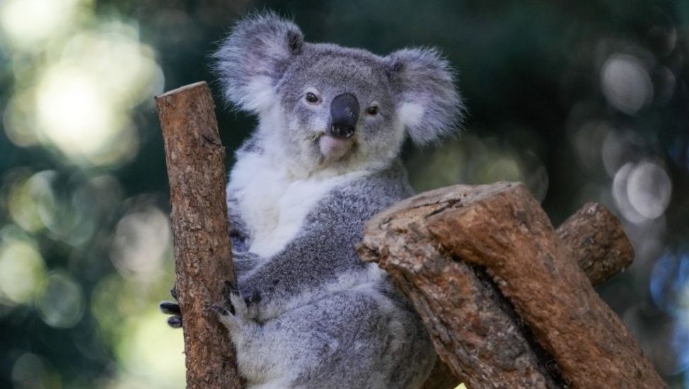 First Wild Koalas Caught And Vaccinated Against Chlamydia