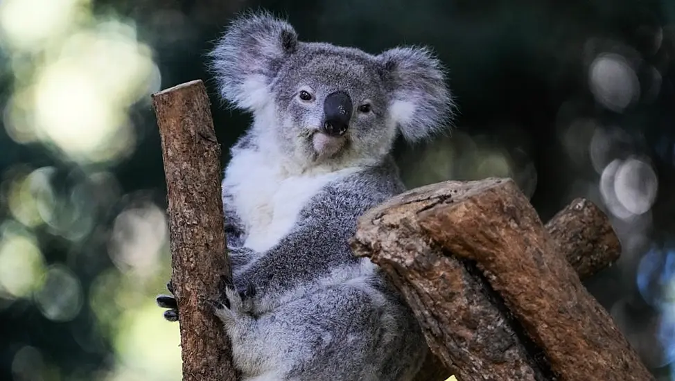 First Wild Koalas Caught And Vaccinated Against Chlamydia