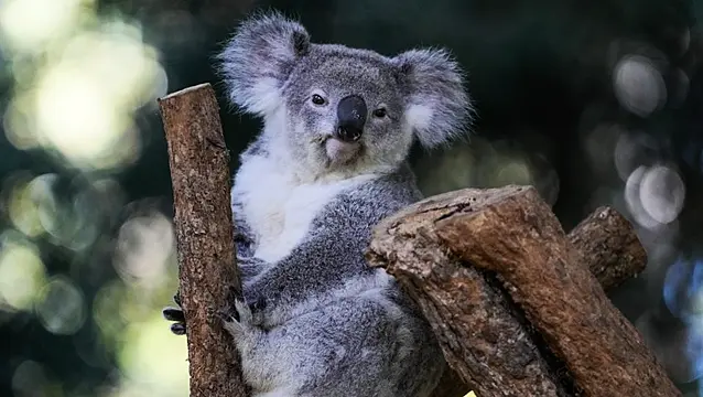 First Wild Koalas Caught And Vaccinated Against Chlamydia